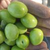 فروش محصولات طارم