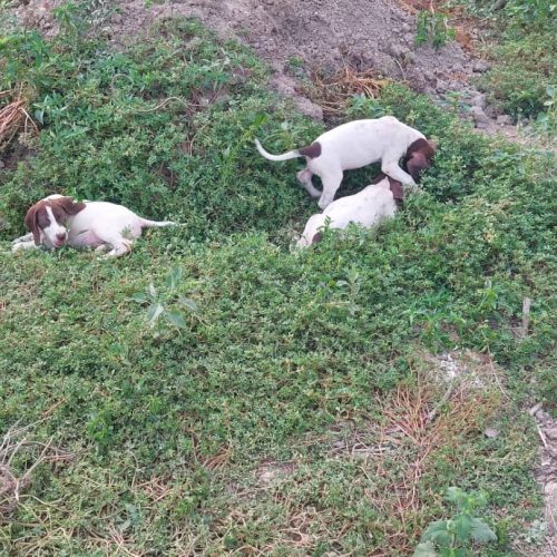 فروش سگ ‌شکاری