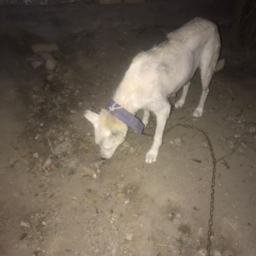 سگ میکس ژرمن هاسکی