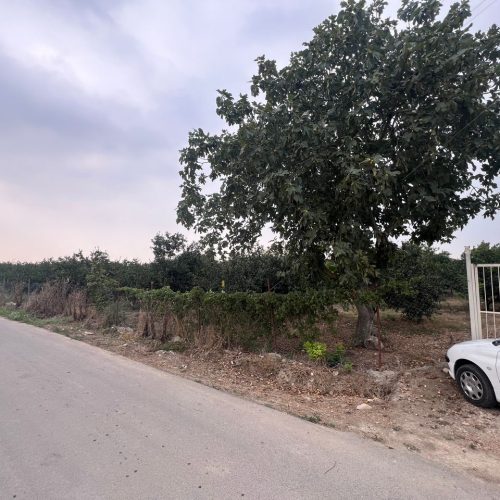 فروش باغ
