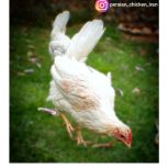 مرغ و خروس گلین لری