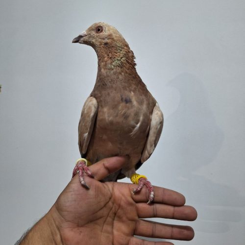 سرور گرفتنی