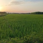 زمین کشاورزی