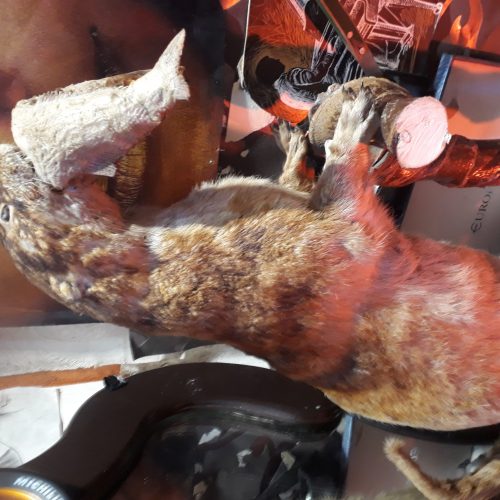 سمور رودخانه ولگا روسیه.تزیناتی خشک شده