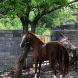 فروش اسب ترکمن