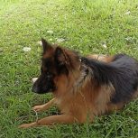 سگ ژرمن شپرد شولاین