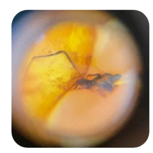 تسبیح کهربای بالتیک اصل