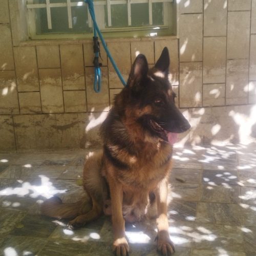 ژرمن شپرد ماده 3ساله