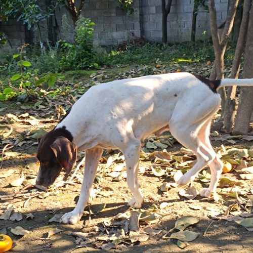 سگ شکار بلد