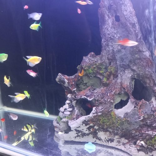 ماهی تزئینی اب شیرین