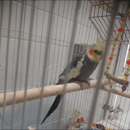 پرنده عروس هلندی