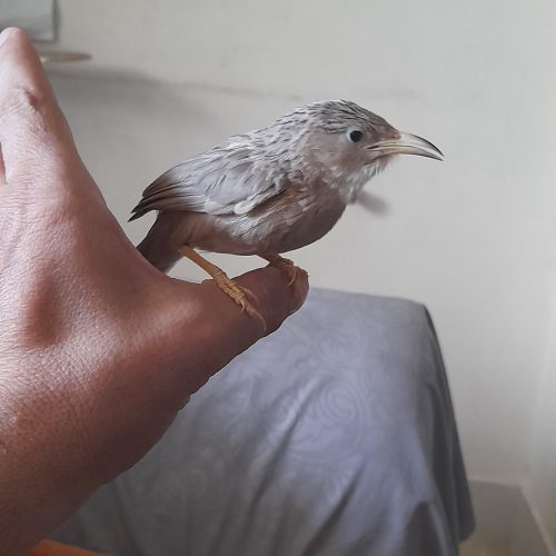 پرنده فوق دستی لیکو