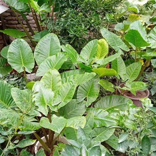 گل گیاه طبیعی