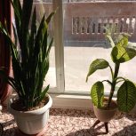 5عدد گل باگلدان