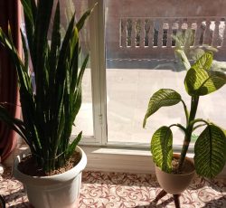 5عدد گل باگلدان