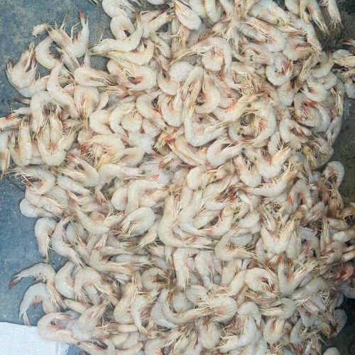 عرض مستقیم ماهی ازبندر عباس .با .مدیریت اقای ابوذری.