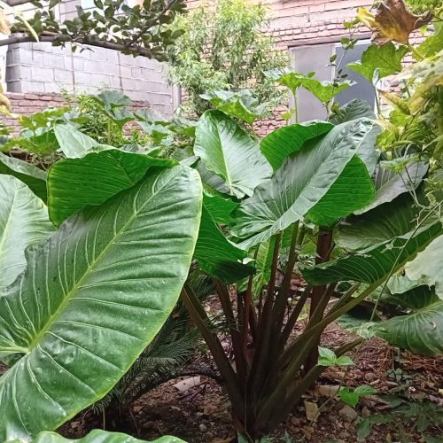 گل گیاه طبیعی