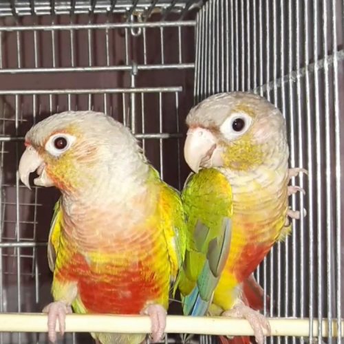 جفت های 8ماهه گرینچیک