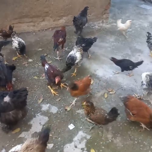 فروش لاری ،گلین لری ،برهما