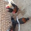 خروس فروشی وتعدادمحدود جوجه 40 روزه محلی