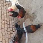 خروس فروشی وتعدادمحدود جوجه 40 روزه محلی