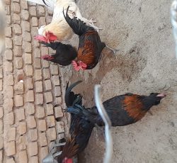 خروس فروشی وتعدادمحدود جوجه 40 روزه محلی
