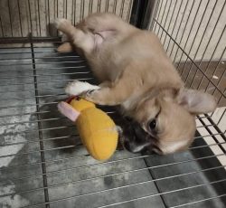 سگ شیواوای خوشگل و بازیگوش