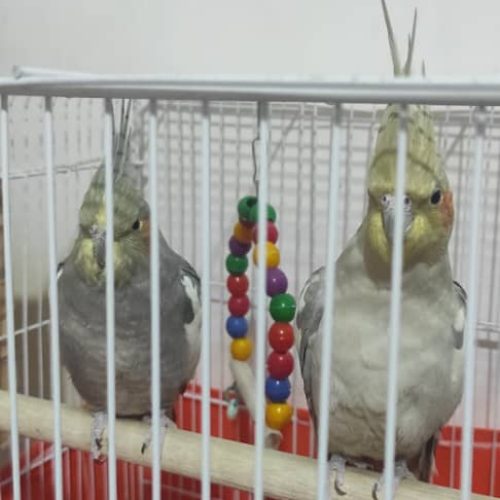 عروس هلندی مولد…