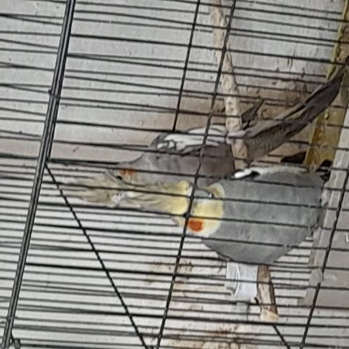 یک جفت عروس هلندی