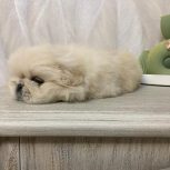 نژاد بیکینینز