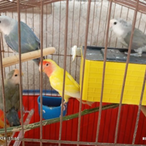 ۴ عدد طوطی برزیلی همراه تخم