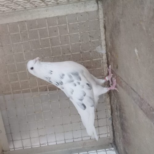 کبوترهوایی