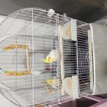 یه جفت عروس هلندی