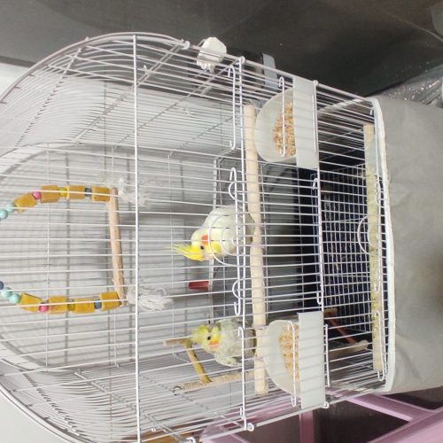 یه جفت عروس هلندی