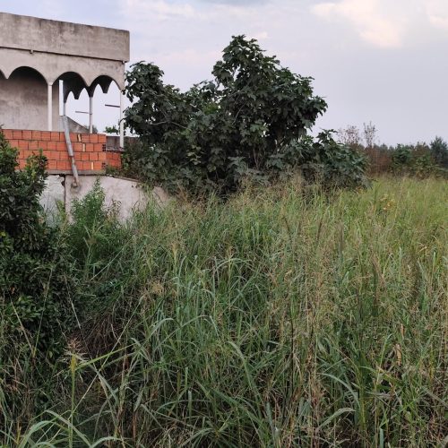 1000 متر زمین باغ دیوار شده