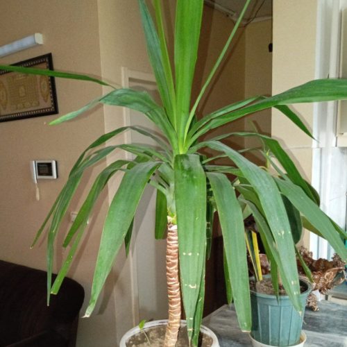 گل‌های آپارتمانی سانسوریا.زامفولیا