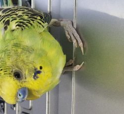 1جفت پرنده مرغ عشق بالغ