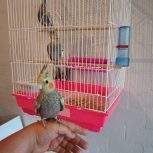 جوجه زینتی و عروس هلندی دستی گل باغالی و سینامون