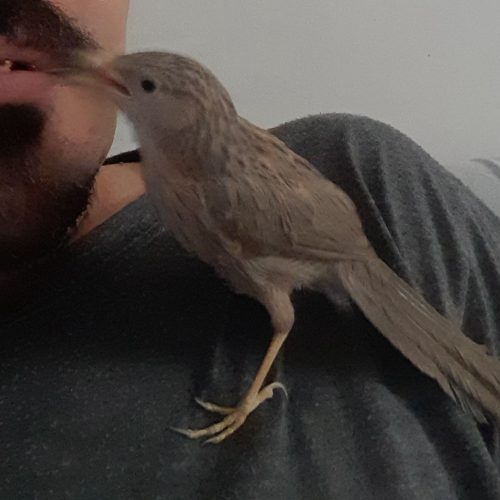 پرنده فوق دستی لیکو