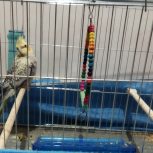 عروس هلندی نر