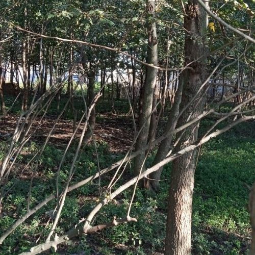 زمین 500 متری پلاک بندی شده
