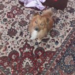 سگ نر شناسنامه هم داره