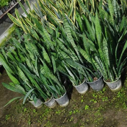 گل و گیاه حیاطی و آپارتمانی