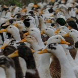 اردک درشت خوش گوشت 200