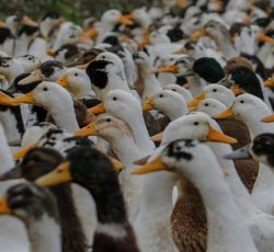 اردک درشت خوش گوشت 200