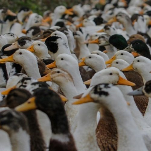 اردک درشت خوش گوشت 200