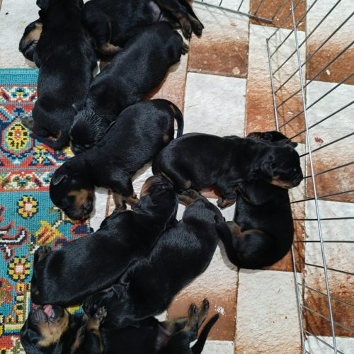 سگ روتوایلر