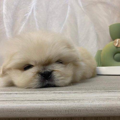 نژاد بیکینینز