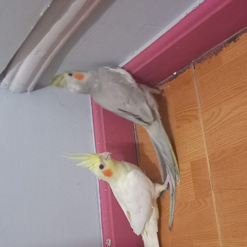 پرنده عروس هلندی