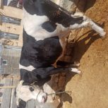 گاو‌ سیمینتال